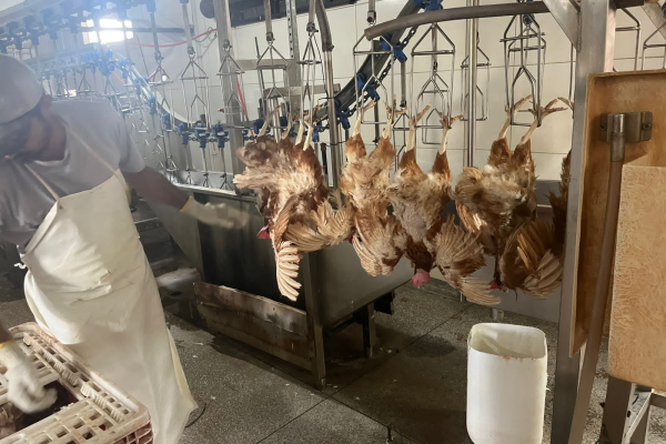 Prefeitura de Foz formaliza abate sanitário de 6 mil aves apreendidas pela PF