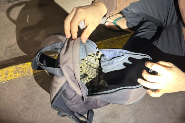 Agentes encontraram mochilas cheias de jacarés, cobras e lagartixas vivas