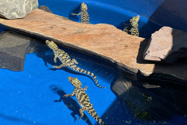 co Park acolhe animais apreendidos em operação na Ponte da Amizade