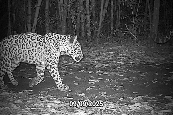 Parque Nacional do Iguaçu anuncia programação oficial do Dia Internacional da Onça-Pintada